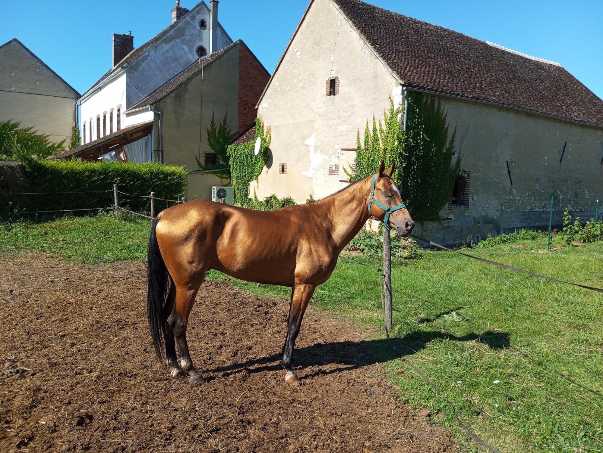 Brienon-sur-Armançon Le Moulin Neufヴィラ エクステリア 写真